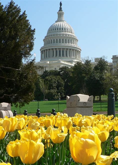 U S Capitol Washington D C Massjayhawk Flickr