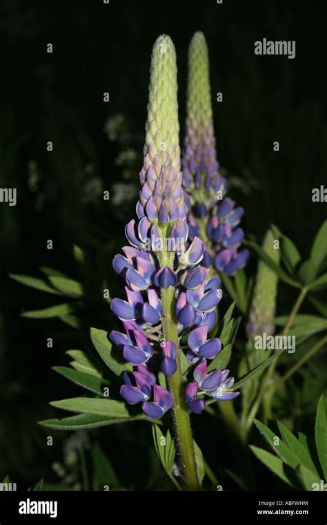 Lupinus Angustifolius Hi Res Stock Photography And Images Alamy