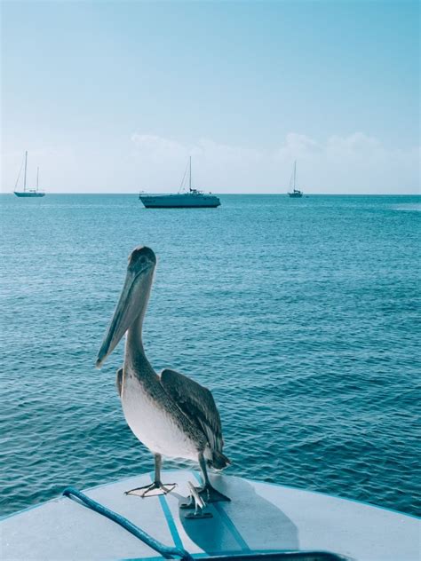 Amazing Things To Do In Caye Caulker Belize Jennie Wanders