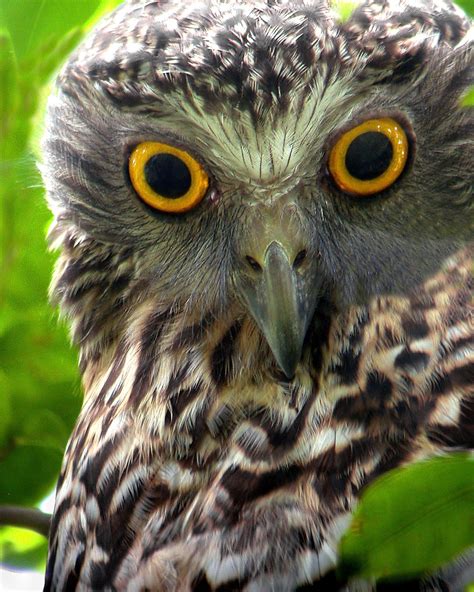 The Coal Point Chronicle On The Prowl For The Powerful Owl