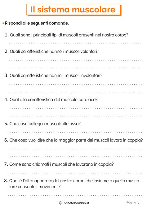 Il Sistema Muscolare Schede Didattiche Per La Scuola Primaria