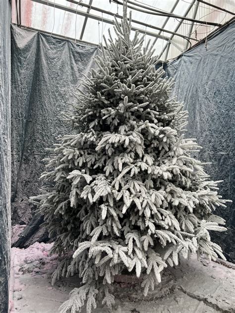 Christmas Trees – Scottsdale Farms