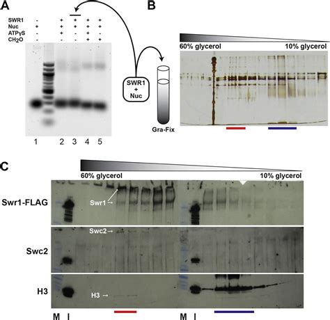 Molecular Architecture Of The ATP Dependent Chromatin Remodeling