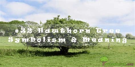 #32 Hawthorn Tree – Symbolism & Meaning