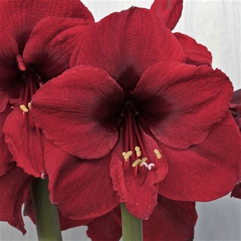 Burgundy Amaryllis Florabundance Wholesale Flowers