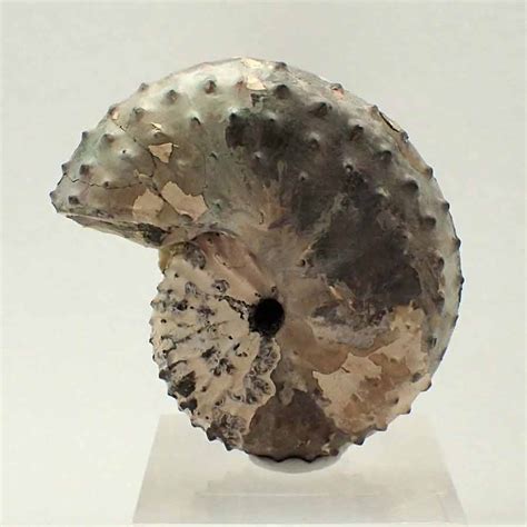 Ammonites Hoploscaphites Nebrascensis