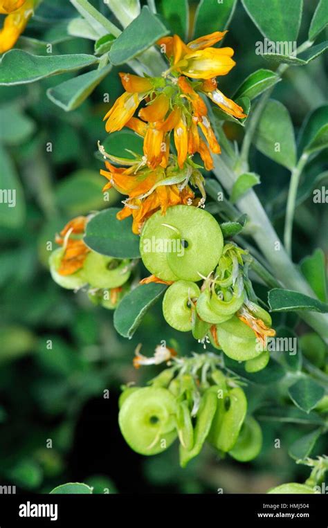 Flowers and seeds of Medicago arborea, plant species of the genus ...