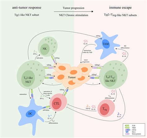 Frontiers The Role Of Natural Killer T Cells In Cancera Phenotypical