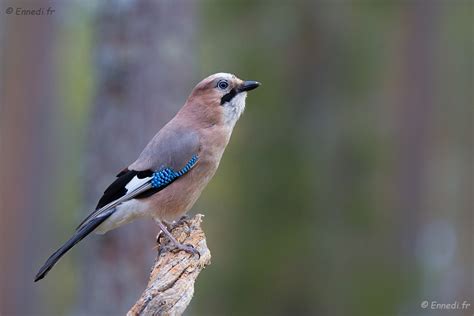 Les Oiseaux De La Forêt Boréale