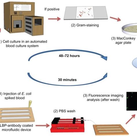evaluation    surface chemistry methods   coli