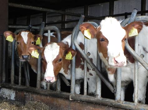Mini cows.... so cute! Foto Joke Heiwegen | Koeien