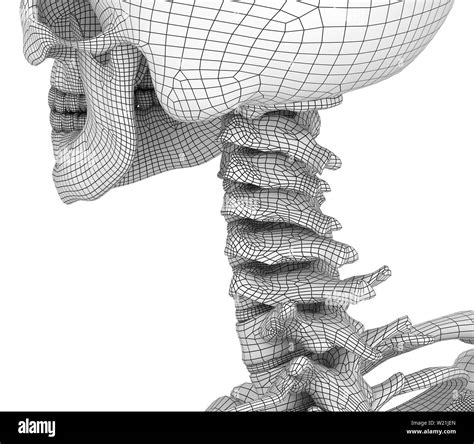 Human Skull Skeleton Isolated Medically Accurate D Illustration