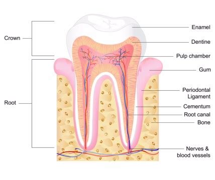 Do You Know the 5 Types of Dental Stem Cells? | BioInformant