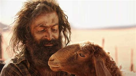 Aadujeevitham The Goat Life Box Office Collection Day Prithviraj