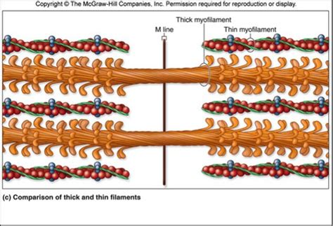 Neuromuscular Junction And Muscle Contraction Flashcards Quizlet