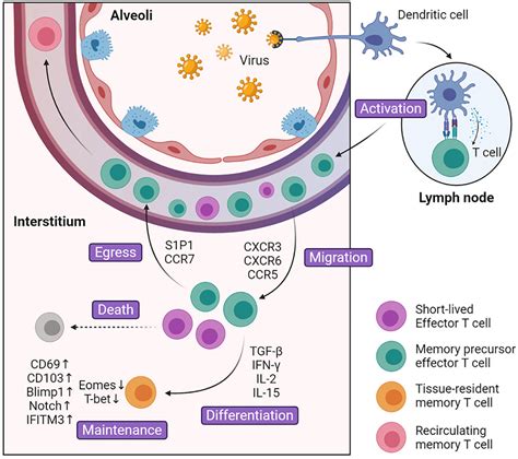 Frontiers Legend Of The Sentinels Development Of Lung Resident Memory T Cells And Their Roles