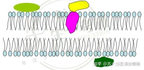 生物化学思维导图 脂质 知乎