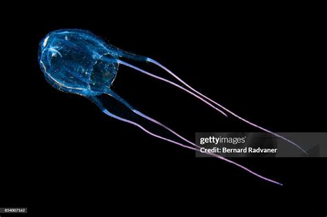 Box Jellyfish High-Res Stock Photo - Getty Images