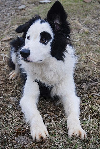 Border Collie Cute Dogs Puppies Cute Animals