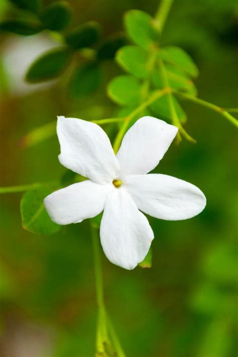 Indoor Jasmine Care Tips For A Healthy And Happy Plant Celebrated Nest