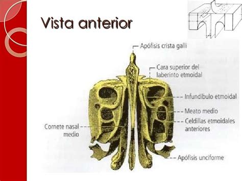 Osteologia De Craneo