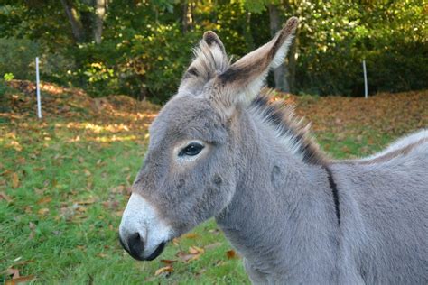 Donkey Anon Head Free Photo On Pixabay Pixabay