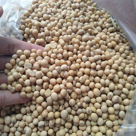 Jual Kacang Kedelai Import Amerika Impor Super Buat Toge Tempe Susu