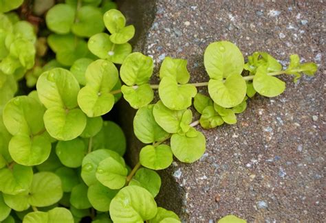 18 Best Pond Plants To Keep Your Ecosystem Healthy