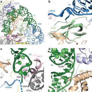 The Hcv Ires And Eif Occupy Distinct Binding Sites On The S