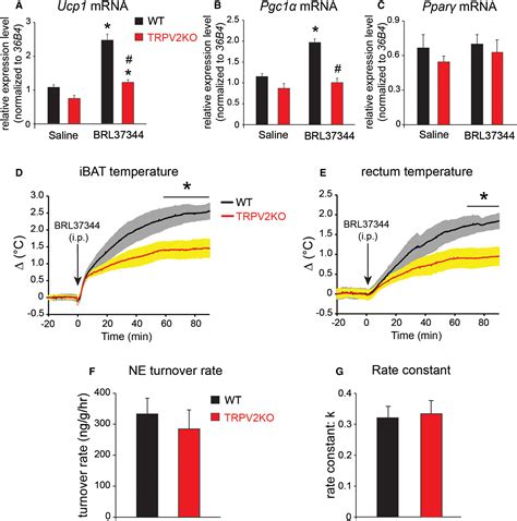 Lack Of TRPV2 Impairs Thermogenesis In Mouse Brown Adipose Tissue