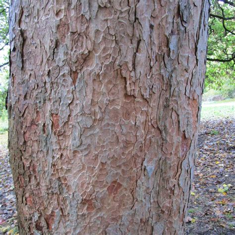 Acer Pseudoplatanus In Bute Park