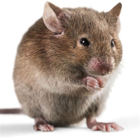 How To Deal With Mice In Walls