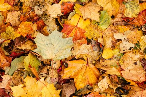 Yellow Leaves Lie On The Ground In The Park Stock Image Image Of