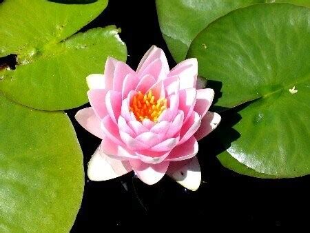 Seerose Nymphaea Hollandia Seerosenwelt Shop De