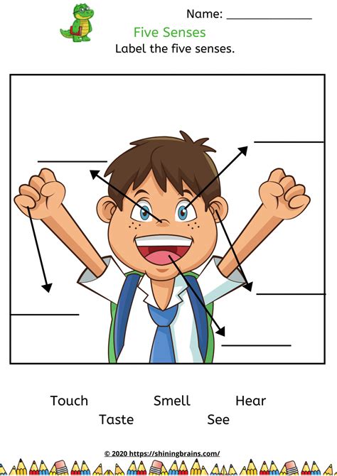 Worksheets On Senses