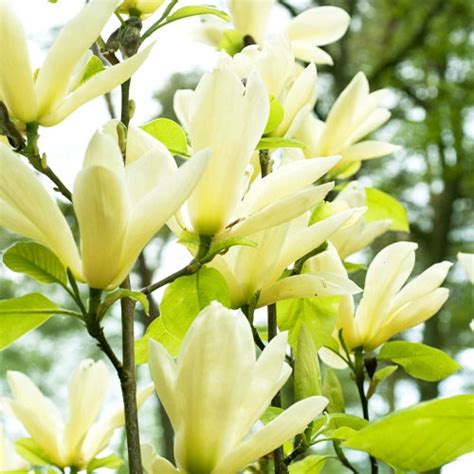 Магнолия Yellow River🌹 - купить саженцы в Украине | FLORIUM.UA