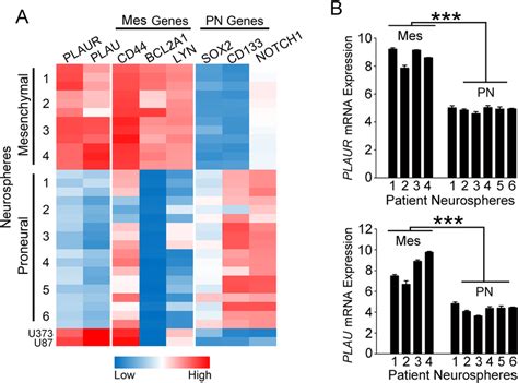 Database Mining Reveals That Plaur Mrna Is Expressed Selectively By