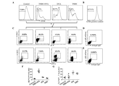 Cd T Cell Responses In Balb C Mice With Food Allergy Induced By