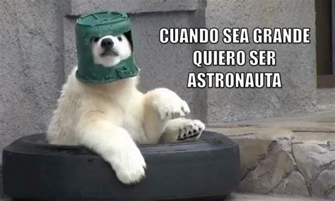 Graci Oso Cuando Sea Grande Quiero Ser Astronauta Chiste En Espa Ol