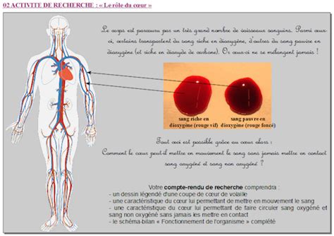 Schéma de l organisation de la circulation sanguine