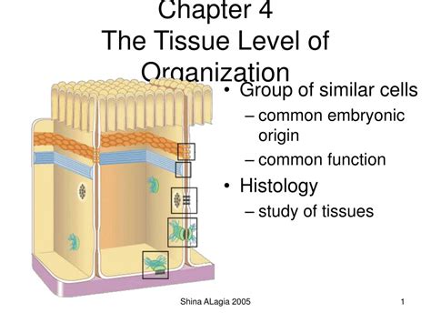 PPT Chapter 4 The Tissue Level Of Organization PowerPoint