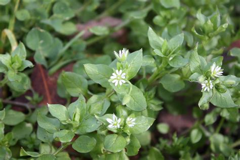 The Dewberry Blog Common Chickweed Stellaria Media