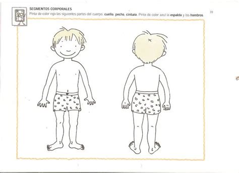 Cuerpo Humano Para Niños Para Preescolar Imagui