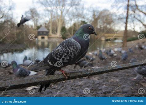 Indian Pigeon Or Rock Dove The Rock Dove Rock Pigeon Or Common