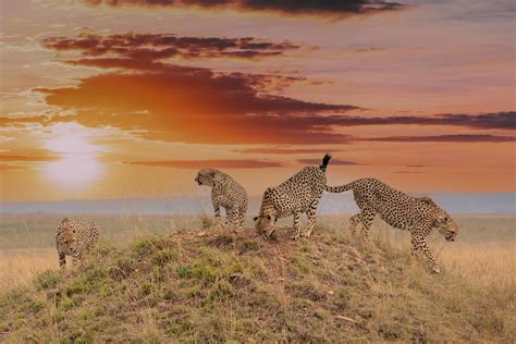 Masai Mara National Reserve Tour Packages Get Upto 40 Off