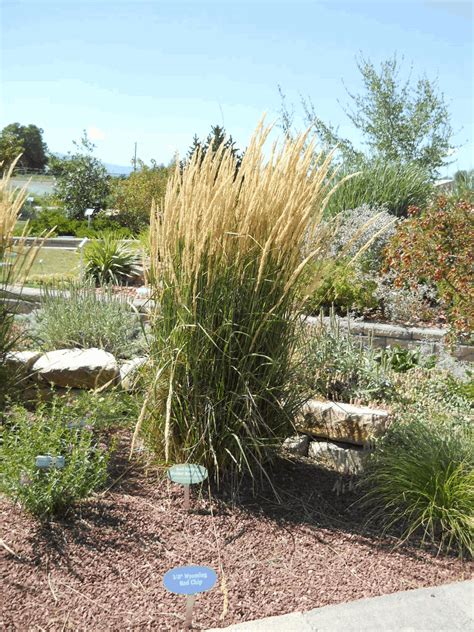 Calamagrostis X Acutiflora Karl Foerster Karl Foerster Feather Reed Grass 1 Fort