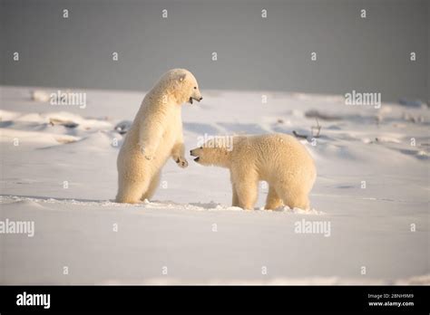 Two Polar bear (Ursus maritimus) playing, 1002 Area, Arctic National ...