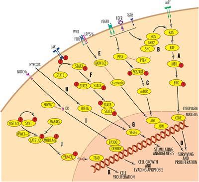 Frontiers Molecular Pathways And Targeted Therapies In Head And Neck