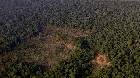 Desmatamento Aumenta Em Rond Nia Em E Estado Fica Entre Os Sete