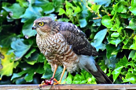 Sparrowhawk On Garden Fence Graham Flickr